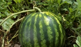 今日吃瓜热门大瓜每日更新