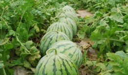 52每日大瓜视频,揭秘娱乐圈幕后故事，带你领略明星真实生活